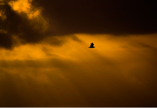 Birds on sunlight