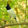 Indian paradise flycatcher- Male