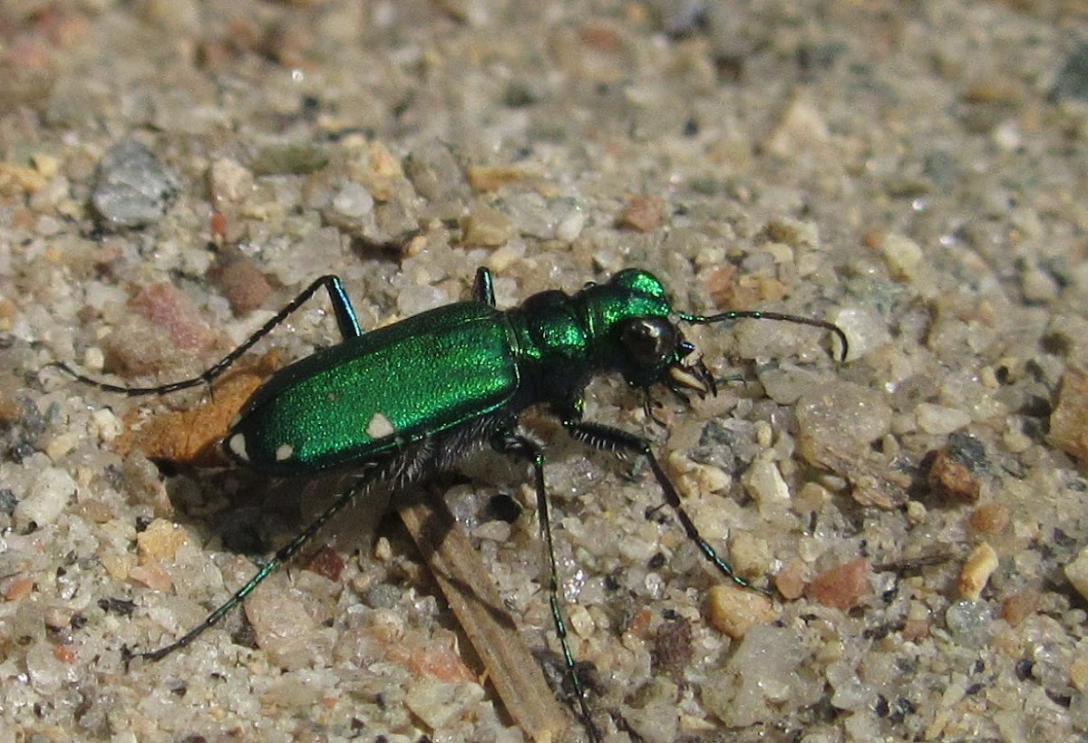 Six-spotted Tiger Beetle