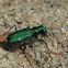 Six-spotted Tiger Beetle