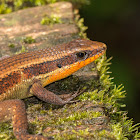 Many-lined Sun Skink