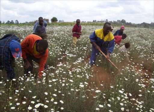 Pyrethrum farmers working at Gathanji village in Nyandarua West district. Photo/ Wanjohi Gakio