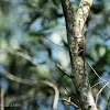 Sumatran Flying Dragon