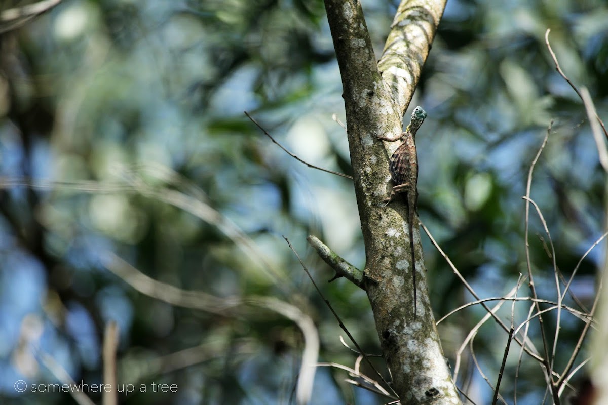 Sumatran Flying Dragon