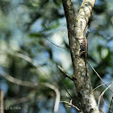 Sumatran Flying Dragon