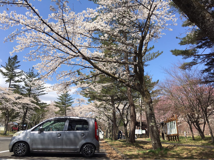 ライフの朝活・桜・＃山道ドライブに関するカスタム事例の投稿画像2枚目