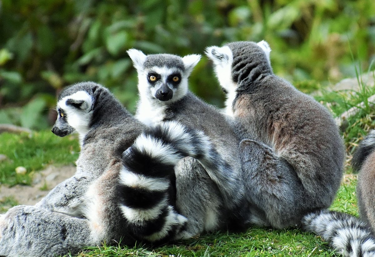 Ring-tailed lemur