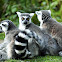 Ring-tailed lemur