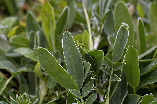 Anthyllis vulneraria subsp. iberica