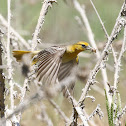 Bullock's Oriole