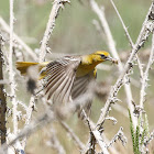 Bullock's Oriole