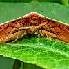 Picture Winged Leaf Moth