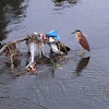 Rufous Night Heron