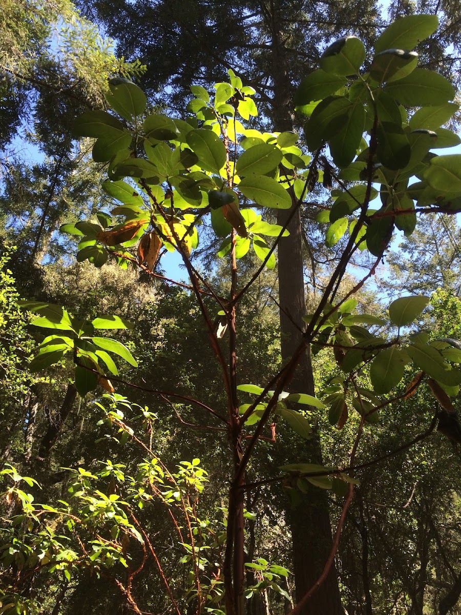 Madrone