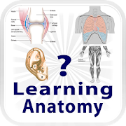 Learning Anatomy Quiz  Icon