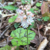 Heartleaf Foamflower