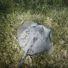 Caribbean whiptail stingray