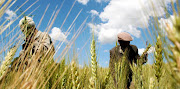 Rising wheat prices due to the Russian invasion of Ukraine could lead Egypt to raise the price of subsidised loaves for the first time in four decades. Stock photo.