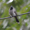 Red vented bulbul