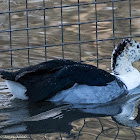 Comb Duck