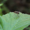 Longlegged Fly