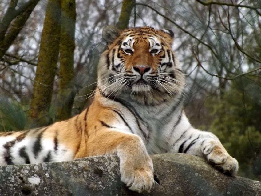 Tigre de Sibérie, la Bourbansais - tous droits réservés