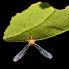 Derbid Planthopper