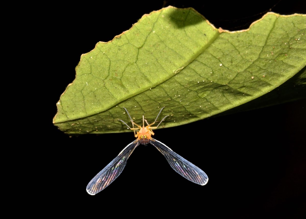 Derbid Planthopper