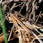 Common Field Grasshopper; Saltamontes de Campo Común