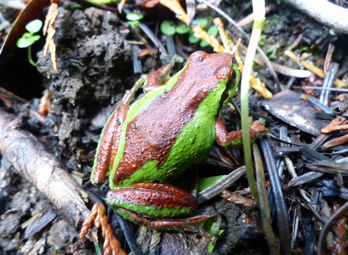 N pacific tree frog