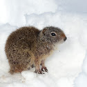 Ground Squirrel