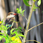 Brown-hooded Kingfisher