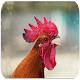 Download Rooster sounds For PC Windows and Mac 3.2.7