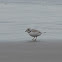 Piping Plover