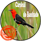 Download Canto de Cardeal Banhado For PC Windows and Mac 1.0