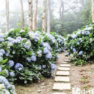 金針山 青山農場