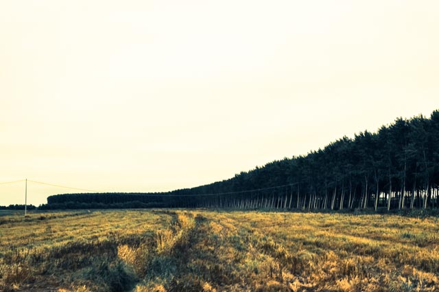 poplars di mattiablink