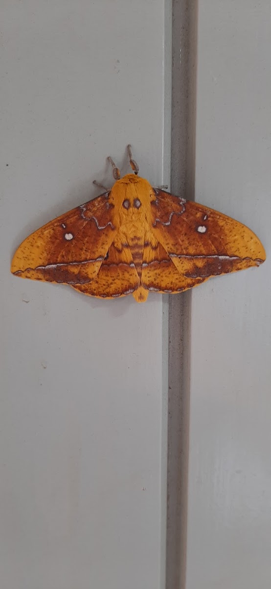 Saturniid Moth