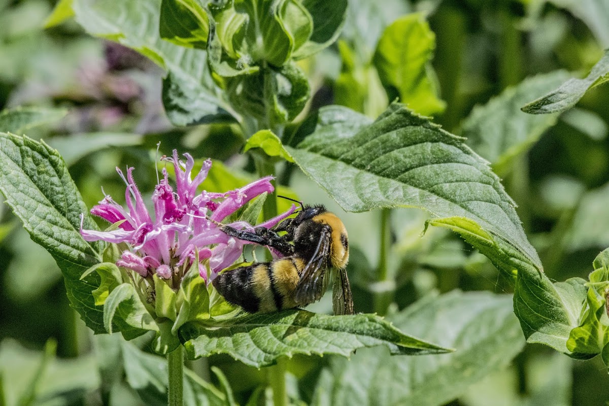 Nevada bumblebee