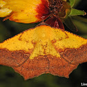 Variable Antepione Moth