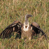 White-backed Vulture