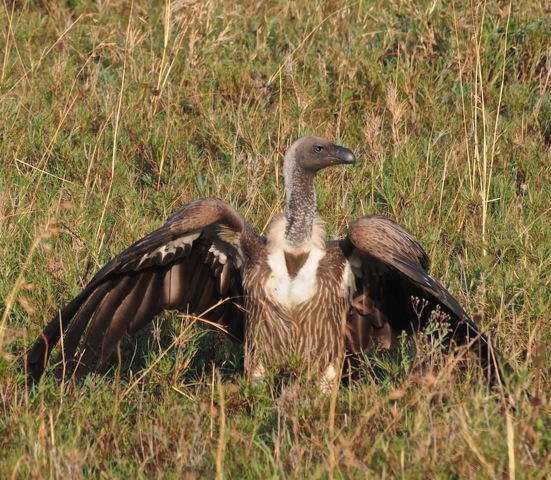 White-backed Vulture