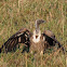 White-backed Vulture