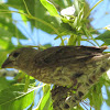 House Finch