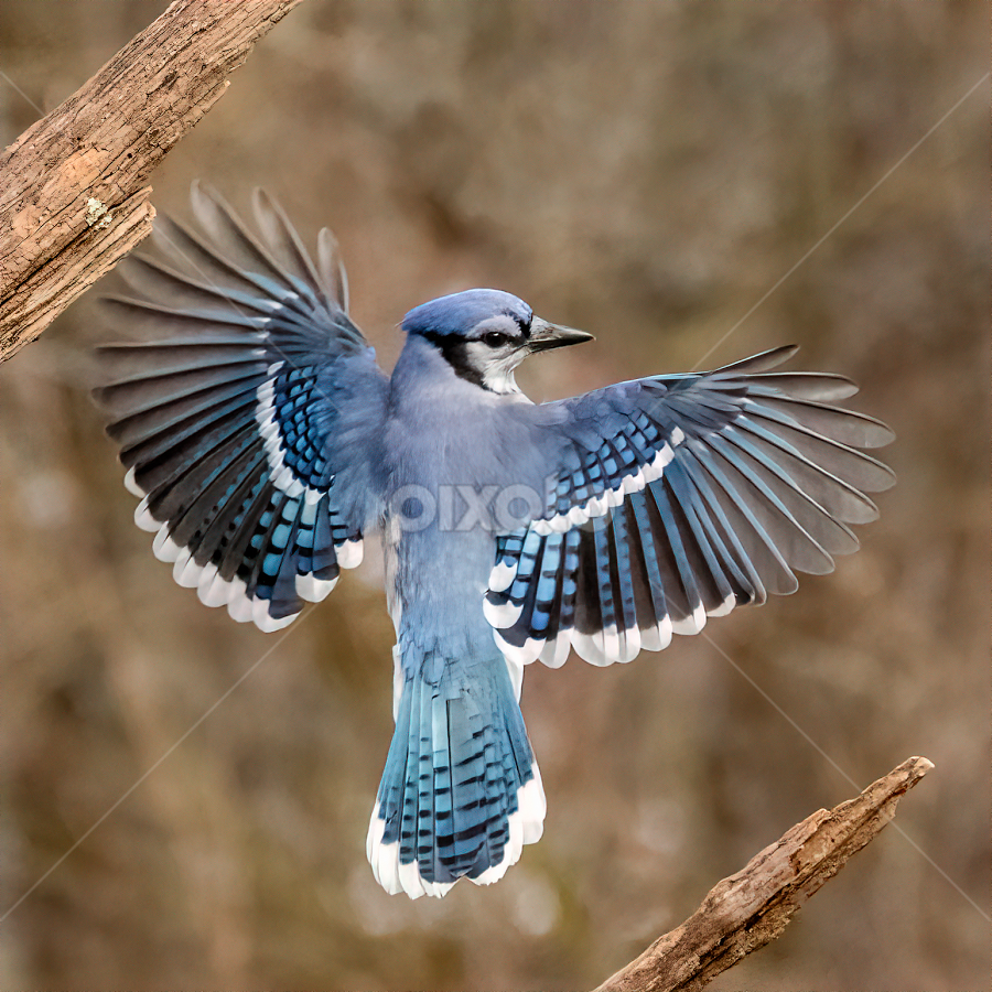 blue jay bird flying