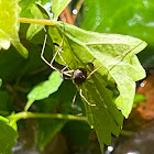 Harvestman