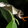 Thoas swallowtail caterpillar