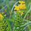 Hoary Puccoon