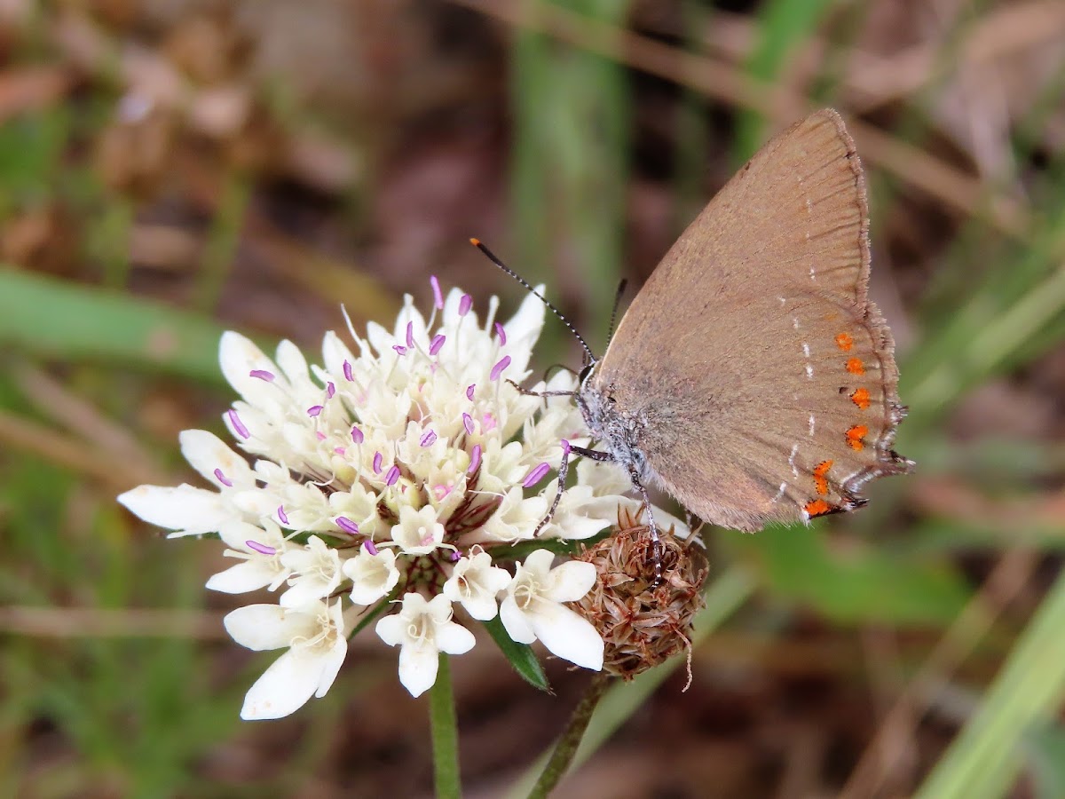 Sloe hairstreak. Mariposa endrina