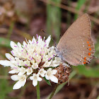 Sloe hairstreak. Mariposa endrina